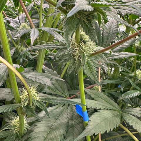 CxLAZ #16 50.72g growlog timeline photo