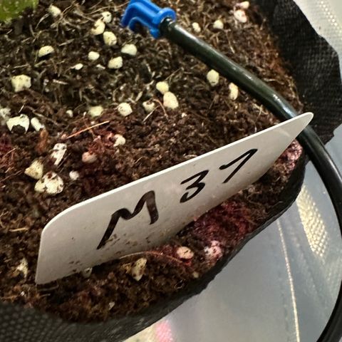 Misc x (LA Kush x Zkittles) #37 42.26g growlog timeline photo