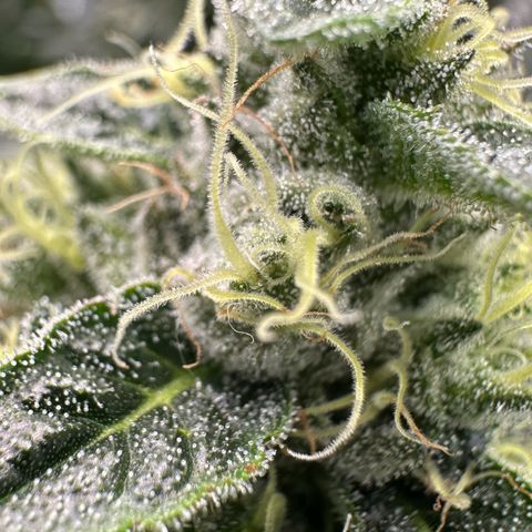 CxLAZ #06 growlog timeline photo