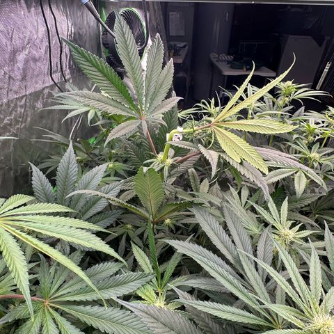 Misc x (LA Kush x Zkittles) #27 33.12g growlog photo: Trained top 