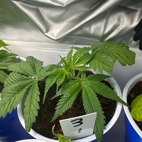 CxLAZ #03 C #1 58.58g growlog timeline photo