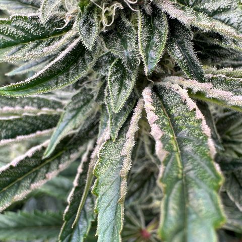 Misc x (LA Kush x Zkittles) #26 60.7g growlog timeline photo