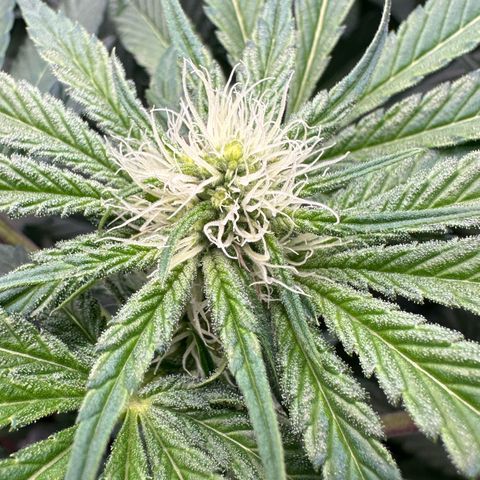 CxLAZ #06 growlog timeline photo