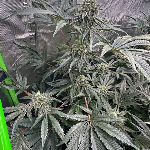 CxLAZ #24 37.13g growlog timeline photo