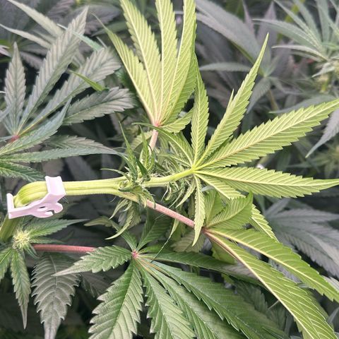 CxLAZ #16 50.72g growlog photo: Top training 