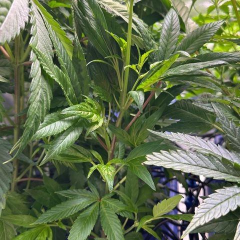 MiscxLAZ #26 C #1 47.15g growlog timeline photo