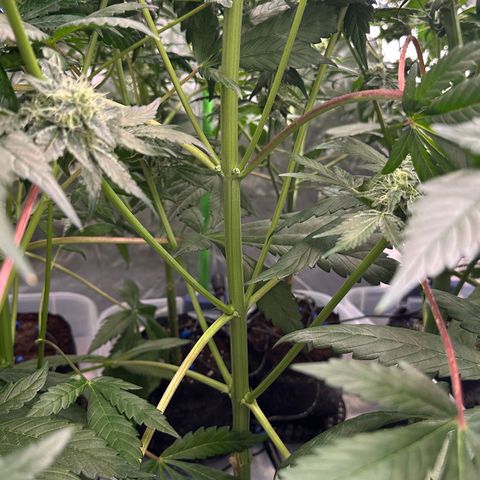 CxLAZ #16 50.72g growlog timeline photo