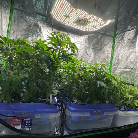 Shaman growlog photo: Setup 2x4 and moved plants around.