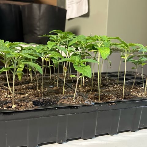 Misc x (LA Kush x Zkittles) #26 60.7g growlog photo: Transplant