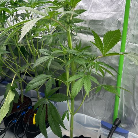 CxLAZ #16 50.72g growlog timeline photo