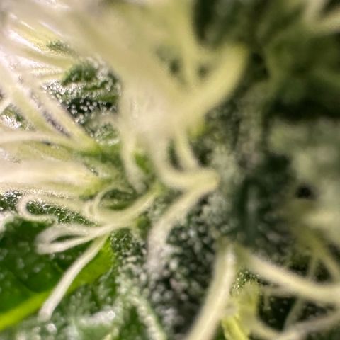 CxLAZ #15 52g growlog timeline photo
