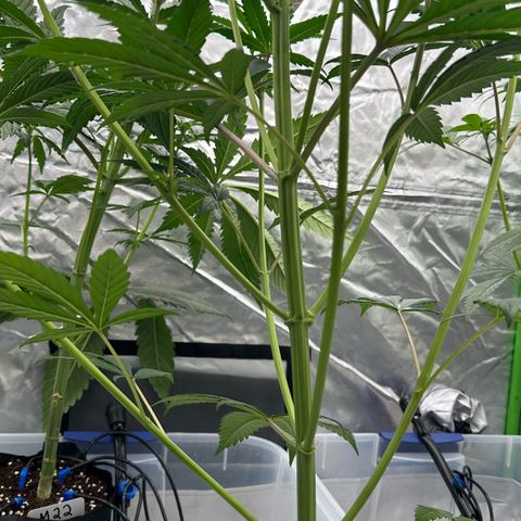 CxLAZ #16 50.72g growlog timeline photo