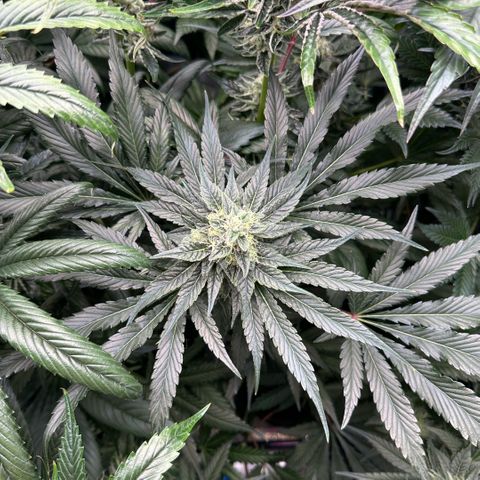 CxLAZ #06 growlog timeline photo