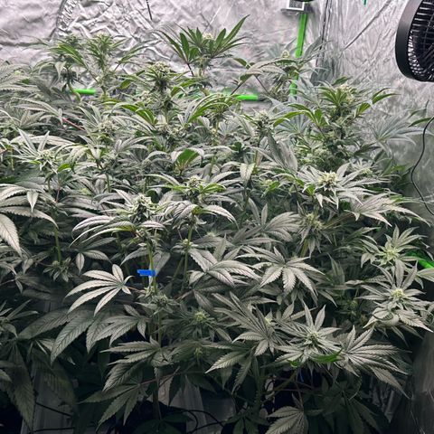 CxLAZ #16 50.72g growlog timeline photo