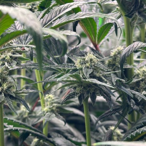 Misc x (LA Kush x Zkittles) #26 60.7g growlog timeline photo