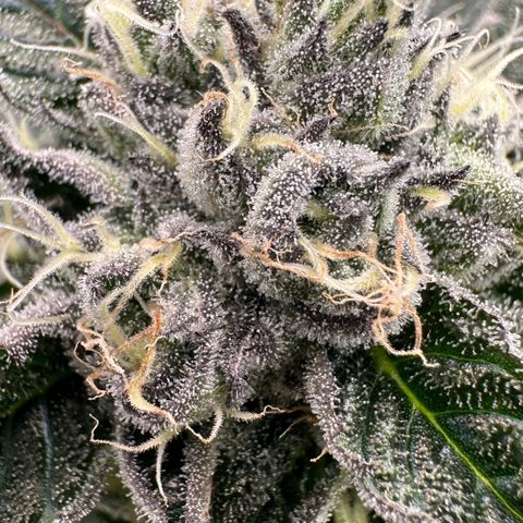 CxLAZ #16 50.72g growlog timeline photo