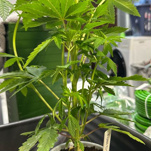 Fuel D.OG #2 Female 49.44g M growlog photo: Transplanted into 1 gal pot