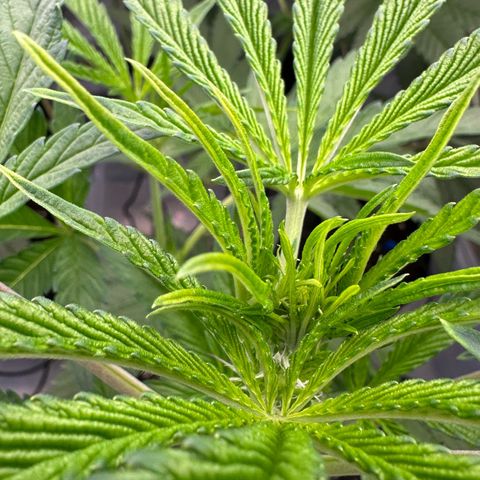 CxLAZ #16 50.72g growlog timeline photo