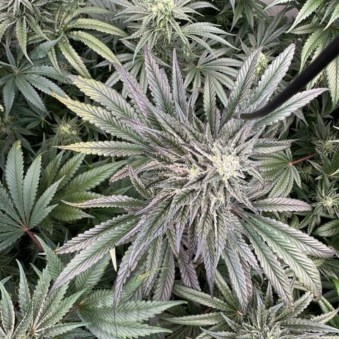 Misc x (LA Kush x Zkittles) #22 34.14g growlog timeline photo