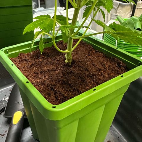 Fuel D.OG #1 Female 47.36g growlog photo: Transplanted into 1 gal pot