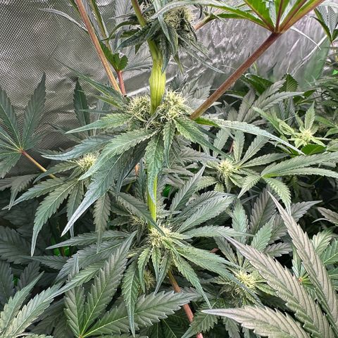 CxLAZ #24 37.13g growlog timeline photo