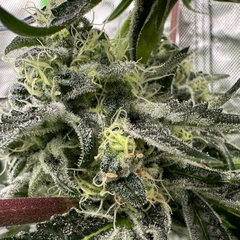 CxLAZ #24 37.13g growlog timeline photo