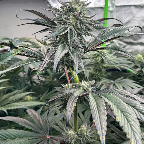 Misc x (LA Kush x Zkittles) #22 34.14g growlog timeline photo