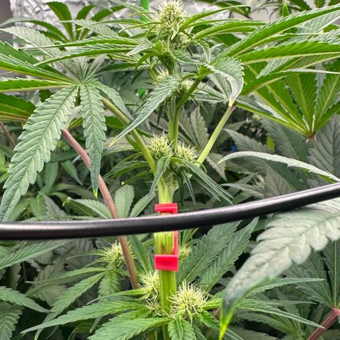 CxLAZ #16 50.72g growlog timeline photo