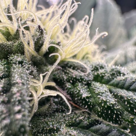 Misc x (LA Kush x Zkittles) #27 33.12g growlog timeline photo