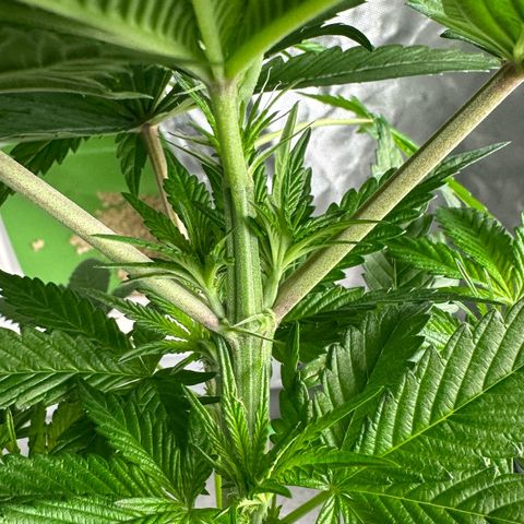 CxLAZ #16 50.72g growlog timeline photo