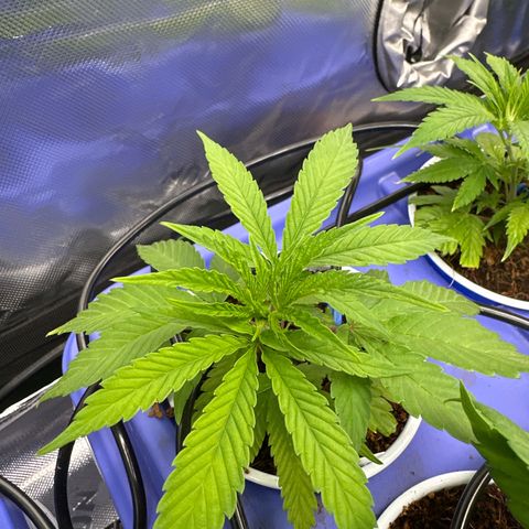CxLAZ #31 C growlog timeline photo