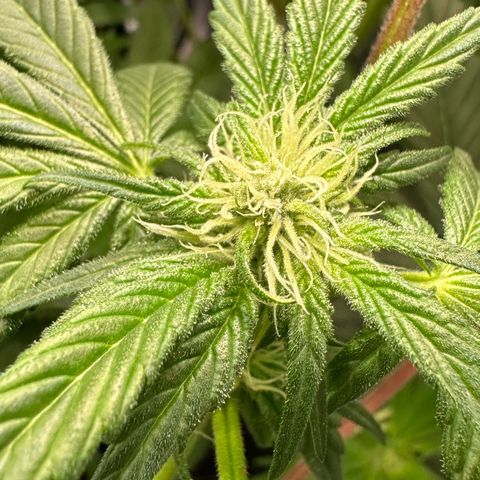 CxLAZ #03 45.52g growlog photo: Pollenated bud site