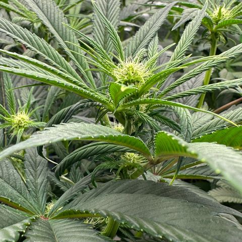 Misc x (LA Kush x Zkittles) #26 60.7g growlog timeline photo