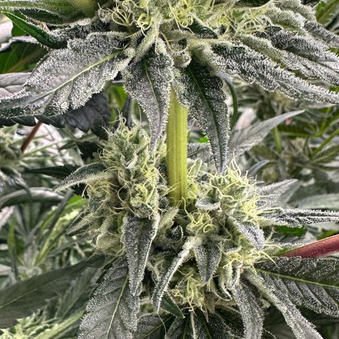 CxLAZ #06 growlog timeline photo