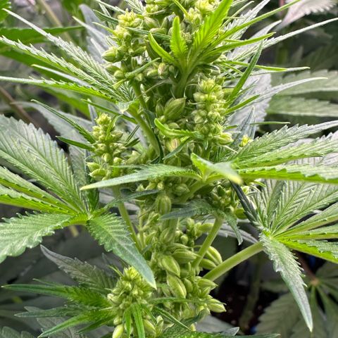 CxLAZ #16 50.72g growlog timeline photo