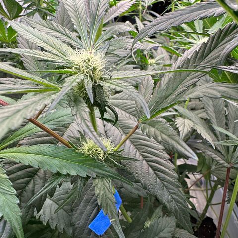CxLAZ #16 50.72g growlog photo: Pollenated bud site