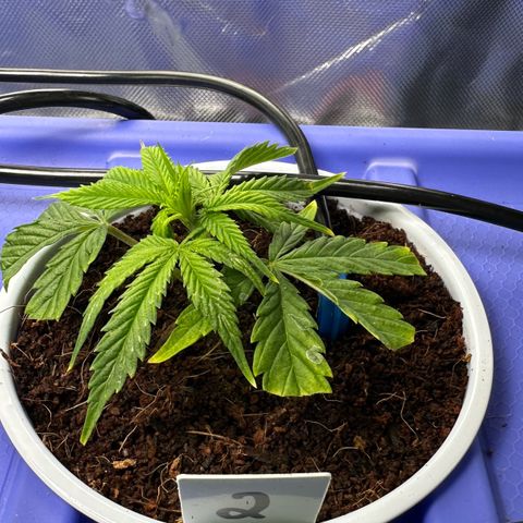 Shaman growlog timeline photo