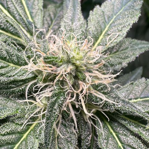 CxLAZ #15 52g growlog timeline photo