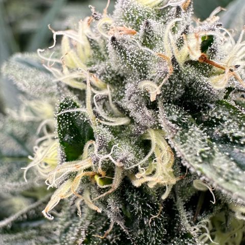 CxLAZ #31 58.75g growlog timeline photo