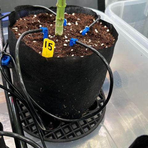 CxLAZ #16 50.72g growlog timeline photo