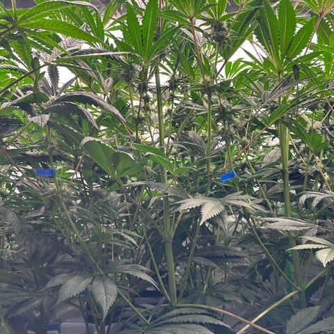 CxLAZ #31 58.75g growlog timeline photo