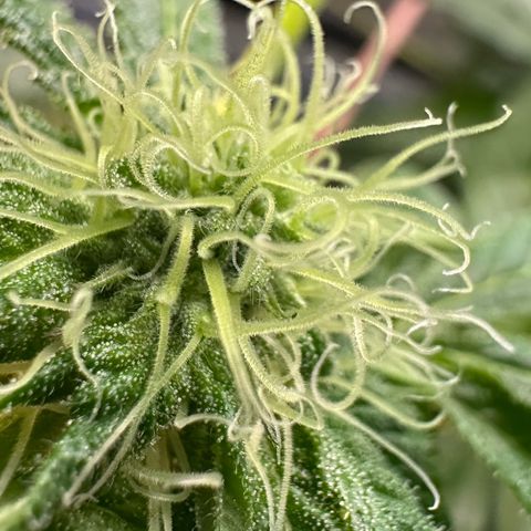 Misc x (LA Kush x Zkittles) #10 growlog timeline photo