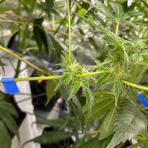 CxLAZ #20 13.7g growlog timeline photo