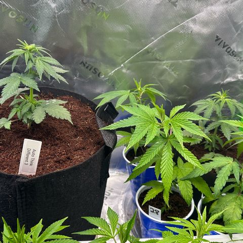 Shaman growlog timeline photo