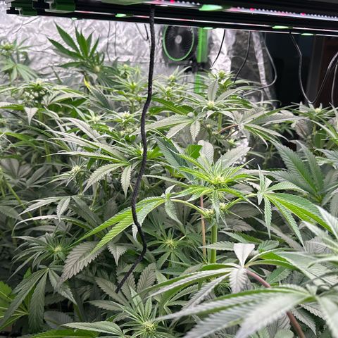 CxLAZ #16 50.72g growlog timeline photo