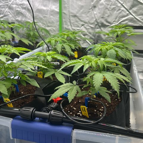 CxLAZ #16 50.72g growlog timeline photo