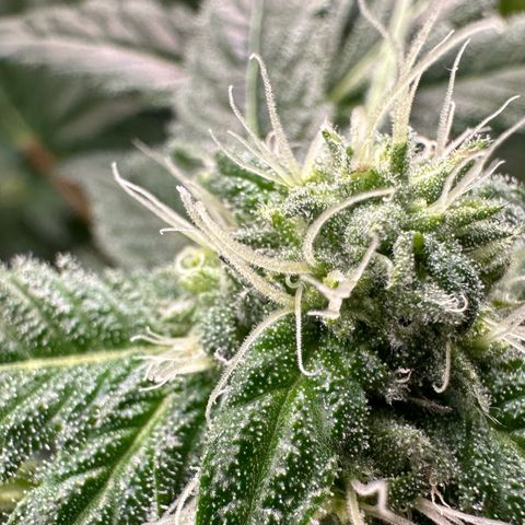 CxLAZ #16 50.72g growlog timeline photo