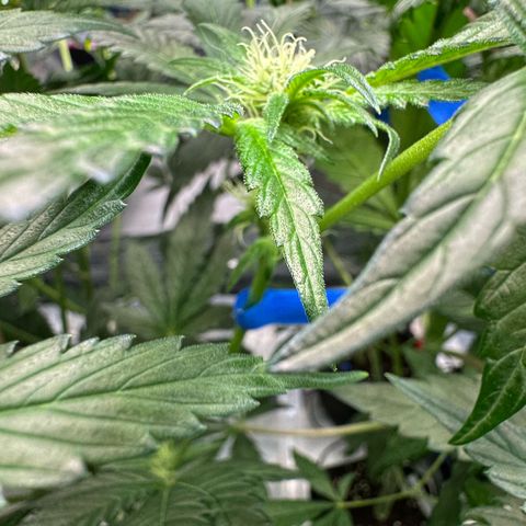 CxLAZ #16 50.72g growlog photo: Pollenated bud site