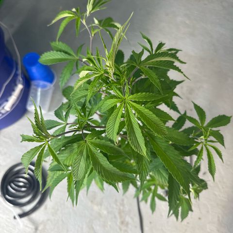 CxLAZ #15 C #1 growlog timeline photo