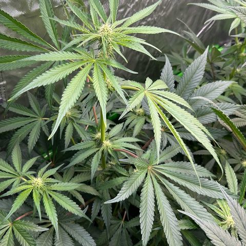 CxLAZ #24 37.13g growlog timeline photo